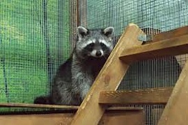 ��������� ������ ���������� ����� ����� ���������� ��������