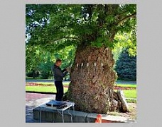 � ���������� ������� ���� ������������ ��������������� ������