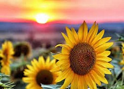 � ������� �������� ������� ������������ �������������