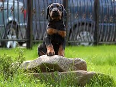 � ������ ����� ���������� ���������� ����� � �����