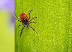 ������������ ������������ � ������������� ������