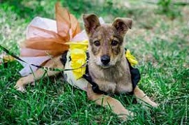 � ���������� ������ ���������� ��������