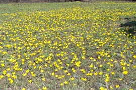 � ������������� ������� ������������ ������ � ������ �������� ����� ��� ����������