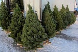 Около 80 точек по продаже елок откроются в Волгограде