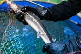 ������������ ������ ������� ����-�����, ����������� ��������� ������� � ����� � ������� ��������