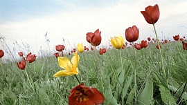 � ���������������� ���� ������, ��� ������� ����� � 8 �����