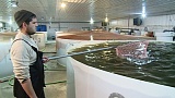 В Волгограде прижилась форель В Волгограде прижилась форель