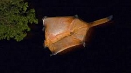 � ������ ������� ��� ���������� ���������� �����-������