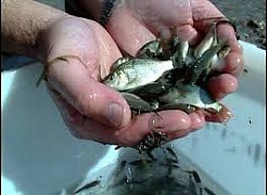 14,5 ��� ������� ���� ��������� ������������� ������� � 2025 ����